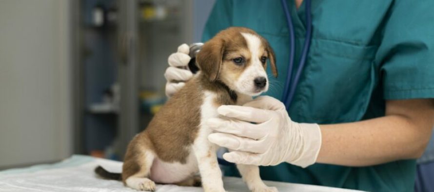 Maqedonia mbetet pa inspektorë veterinar – Në disa qytete nuk ka asnjë, interesimi për të studiuar është në rënie!