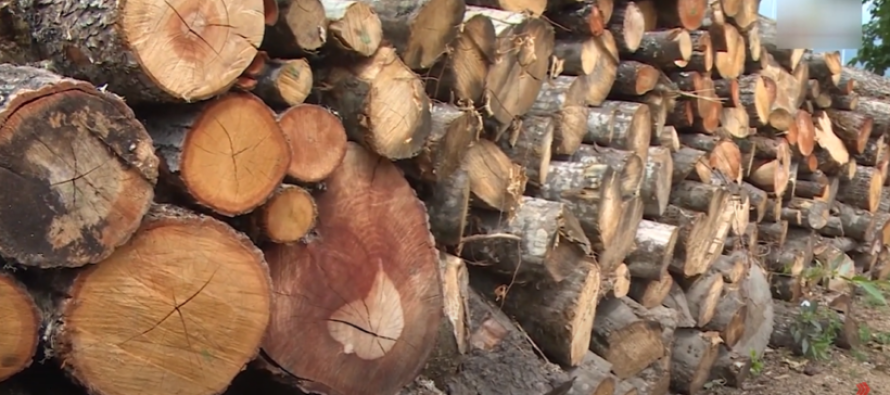 Policia ndalon dy persona në Gornjani me dru zjarri pa dokumentacion – bllokohet automjeti