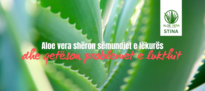 Aloe vera shëron sëmundjet e lëkurës dhe qetëson problemet e lukthit