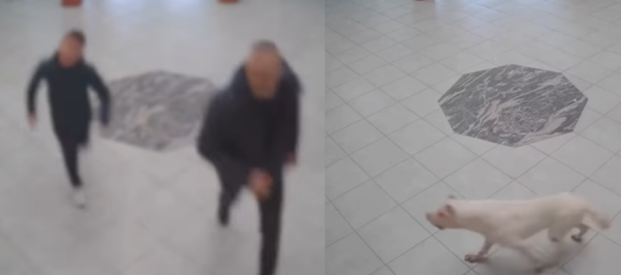 Ndodh edhe kjo! Qeni hyn brenda në shkollë në Kosovë, sulmon nxënësit dhe policinë