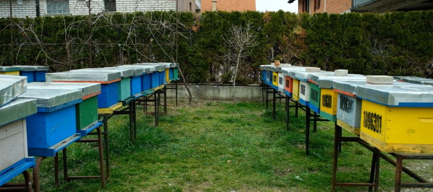 Gostivar: 43-vjeçari humb jetën pas pickimit nga bletët