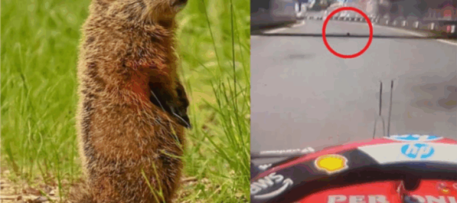 Incident i pazakontë: Hamilton përplas një kafshë në pistën e Kanadasë