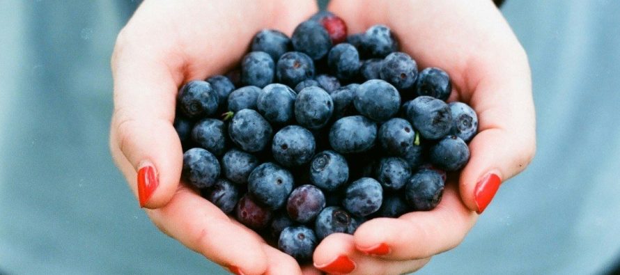 Boronicat, fruti i vogël me shumë përfitime për shëndetin
