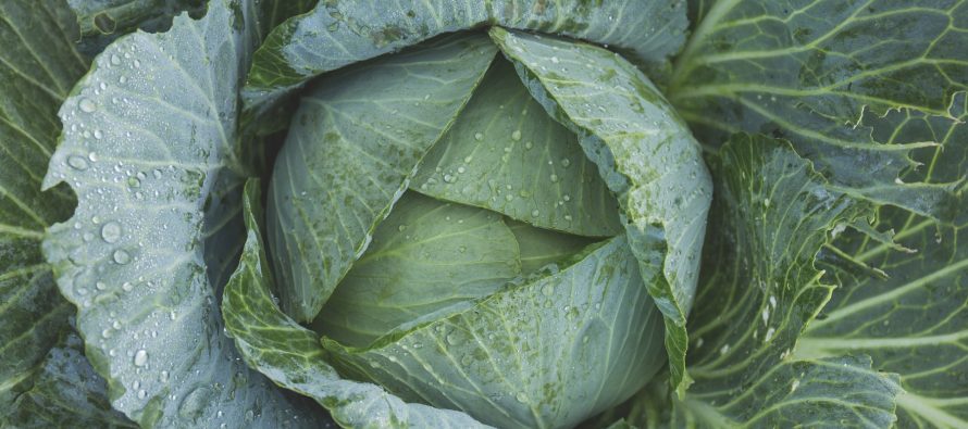 Lakra si ilaç – kompresë natyrale për artritin