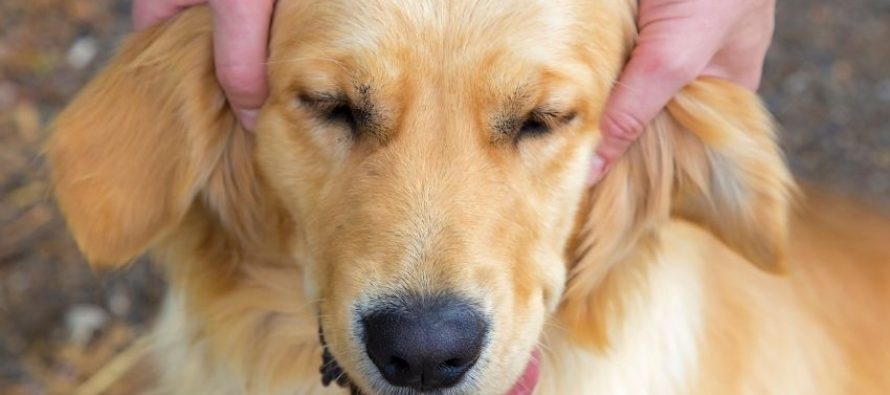 Përkëdhelja pas veshëve – sekreti neurologjik që bën qenin të lumtur