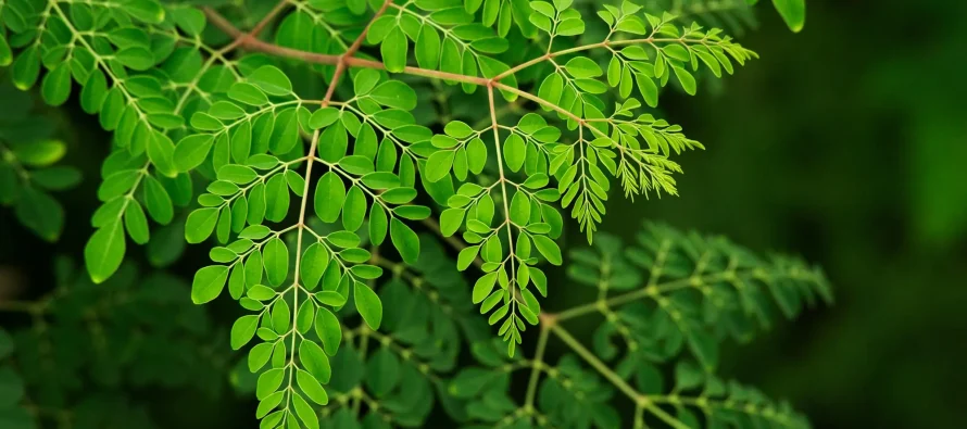 Moringa, aleati i ri kundër rënies së flokëve