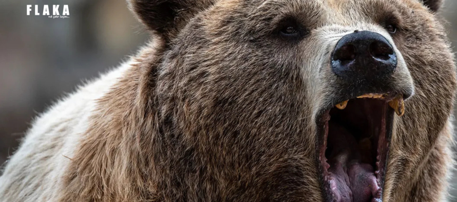 “Ariu sulmon gruan – viktima përfundon në spital”