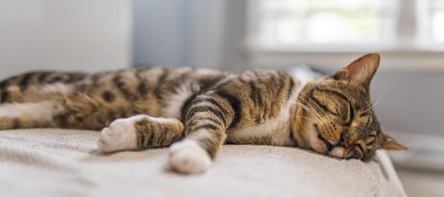 Pse macet flenë gjithmonë në të majtë? Shkenca ka një përgjigje