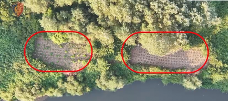 Thumanë: 110 bimë kanabis, arrestohet 32-vjeçari në flagrancë