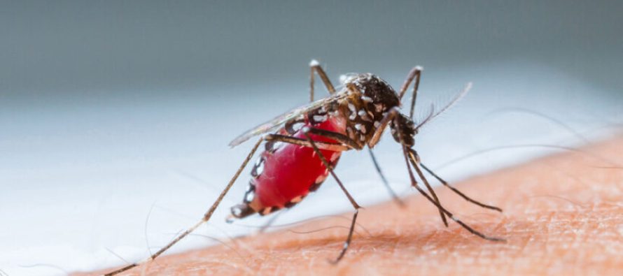 Virusi i Nilit Perëndimor përhapet në Evropë – 10 viktima në Itali