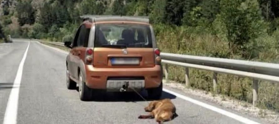 Tërhoqi qenin zvarrë me automjet – Do të përgjigjet para ligjit