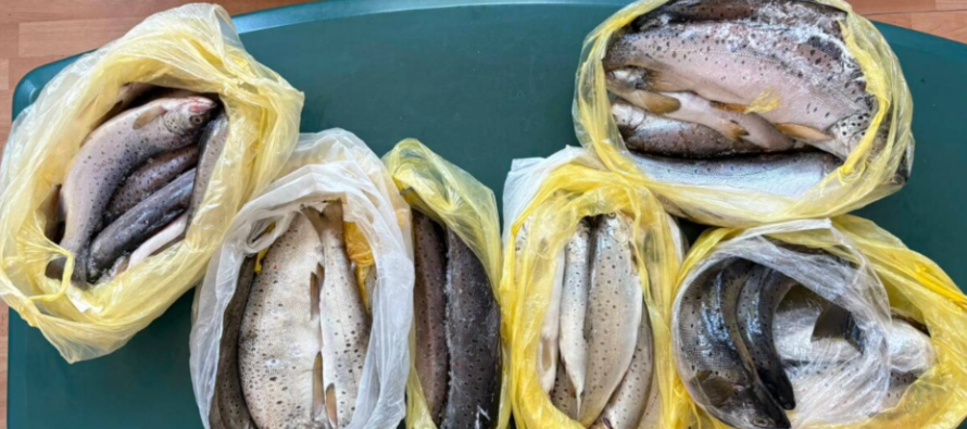 Dogana ndalon kontrabandën e troftës – peshku i fshehur në gomë rezervë