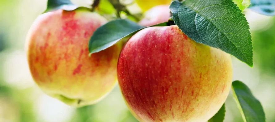 Ushqimet e vjeshtës që forcojnë imunitetin dhe shëndetin