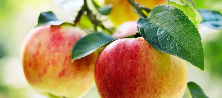 Dieta që përmirëson shëndetin e mushkërive