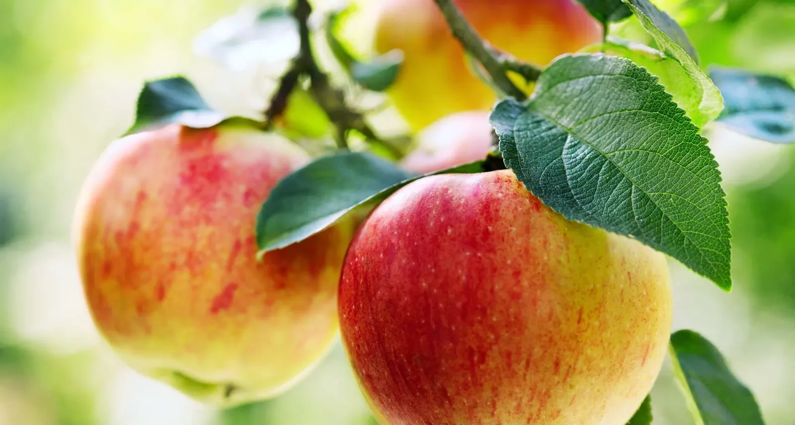 Dieta që përmirëson shëndetin e mushkërive