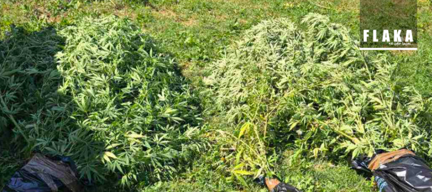 Dy persona arrestohen për kultivim dhe shpërndarje kana’bisi