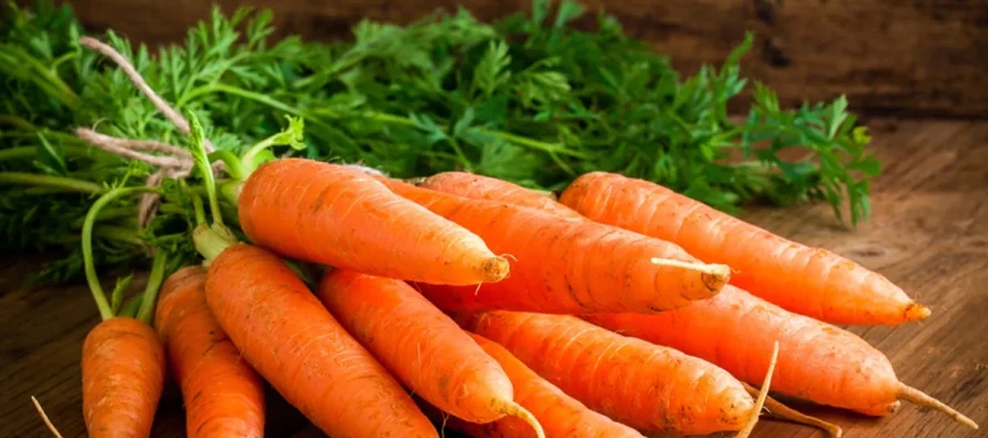 Karota – perimja mrekullibërëse që mbron shëndetin