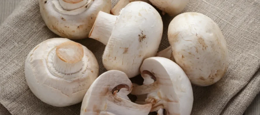 Kërpudhat, superushqimi që forcon imunitetin dhe mbron trurin