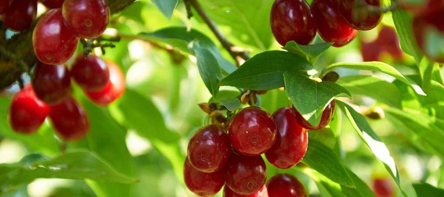 Sezoni i thanave: Fruti i vogël me fuqi të mëdha shëndetësore