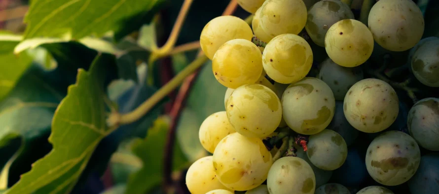 Frutat që mbajnë mëlçinë të shëndetshme