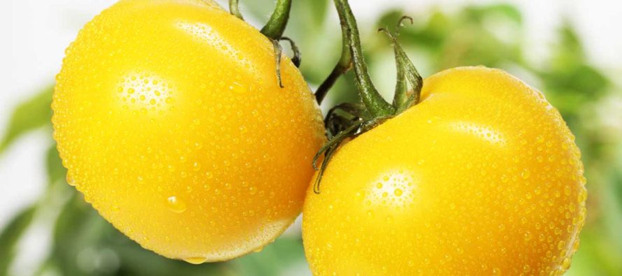 Shkencëtarët kinezë zbulojnë gjenin që përcakton ngjyrën e domates