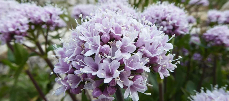 Bimët medicinale – ilaçet natyrore që shërojnë trupin dhe shpirtin