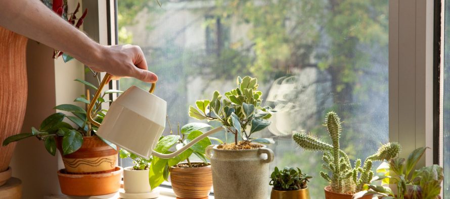 Dimri, sfidë për bimët e brendshme: si t’i mbroni nga ajri i thatë dhe ngrohja