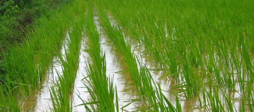 Pagesa prej 39 milionë denarësh për 663 prodhues të orizit në Maqedoninë e Veriut