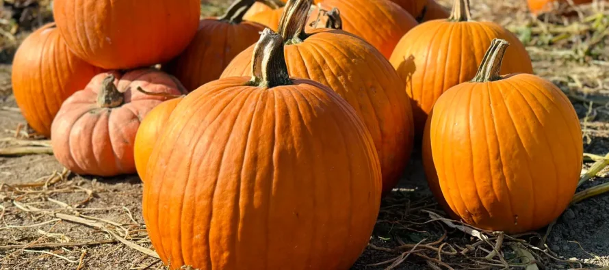 Kungulli, sekreti natyral për lëkurë të shëndetshme dhe mirëqenie emocionale