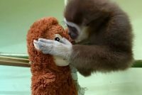 Nga kopshti zoologjik te natyra: kujdesi dhe mbrojtja e specieve të rralla