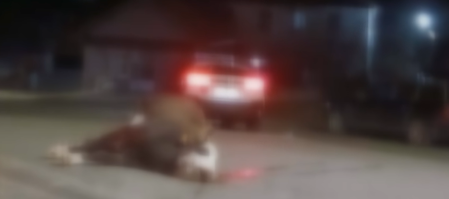 Shoferi nga Bullgaria përplas lopën në Kriva Pallankë, largohet nga vendi i ngjarjes!