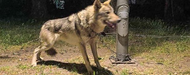 Skandal në Shkup, ujku mbahej si kafshë shtëpiake në një lagje të qytetit