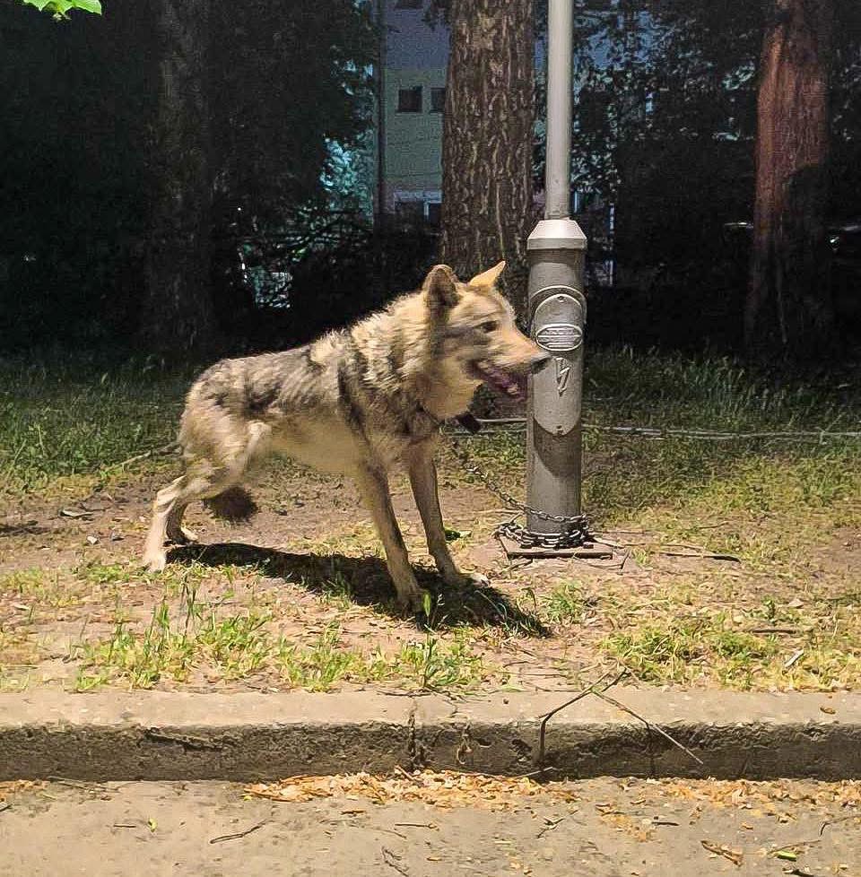 Skandal në Shkup  ujku mbahej si kafshë shtëpiake në një lagje të qytetit