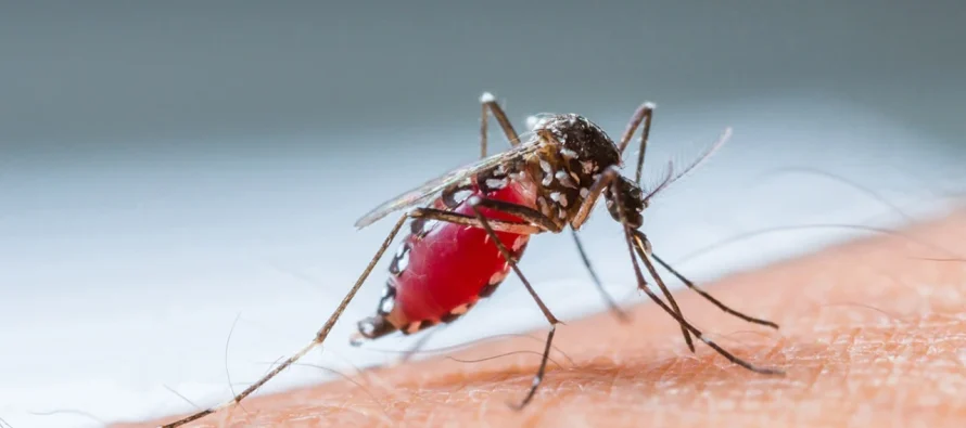 Alarm për Nilitin në Shkup – Infektiva mohon lidhjen me ujin