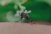Ethet e Nilit Perëndimor marrin edhe një jetë në Maqedoninë e Veriut, 11 viktima gjithsej