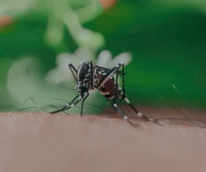 Ethet e Nilit Perëndimor marrin edhe një jetë në Maqedoninë e Veriut, 11 viktima gjithsej