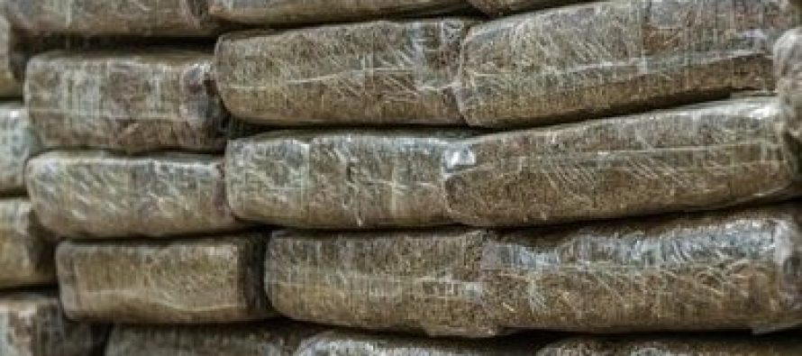 Policia ka zbuluar një plantacion ilegal me kanabis në rajonin e Strumicës