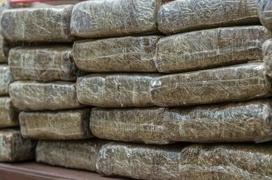 Policia ka zbuluar një plantacion ilegal me kanabis në rajonin e Strumicës