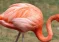 Pse flamingot janë rozë?