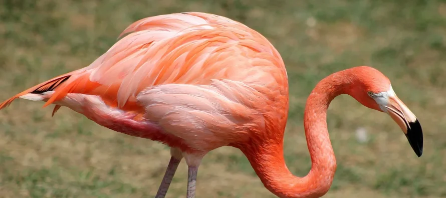 Pse flamingot janë rozë?