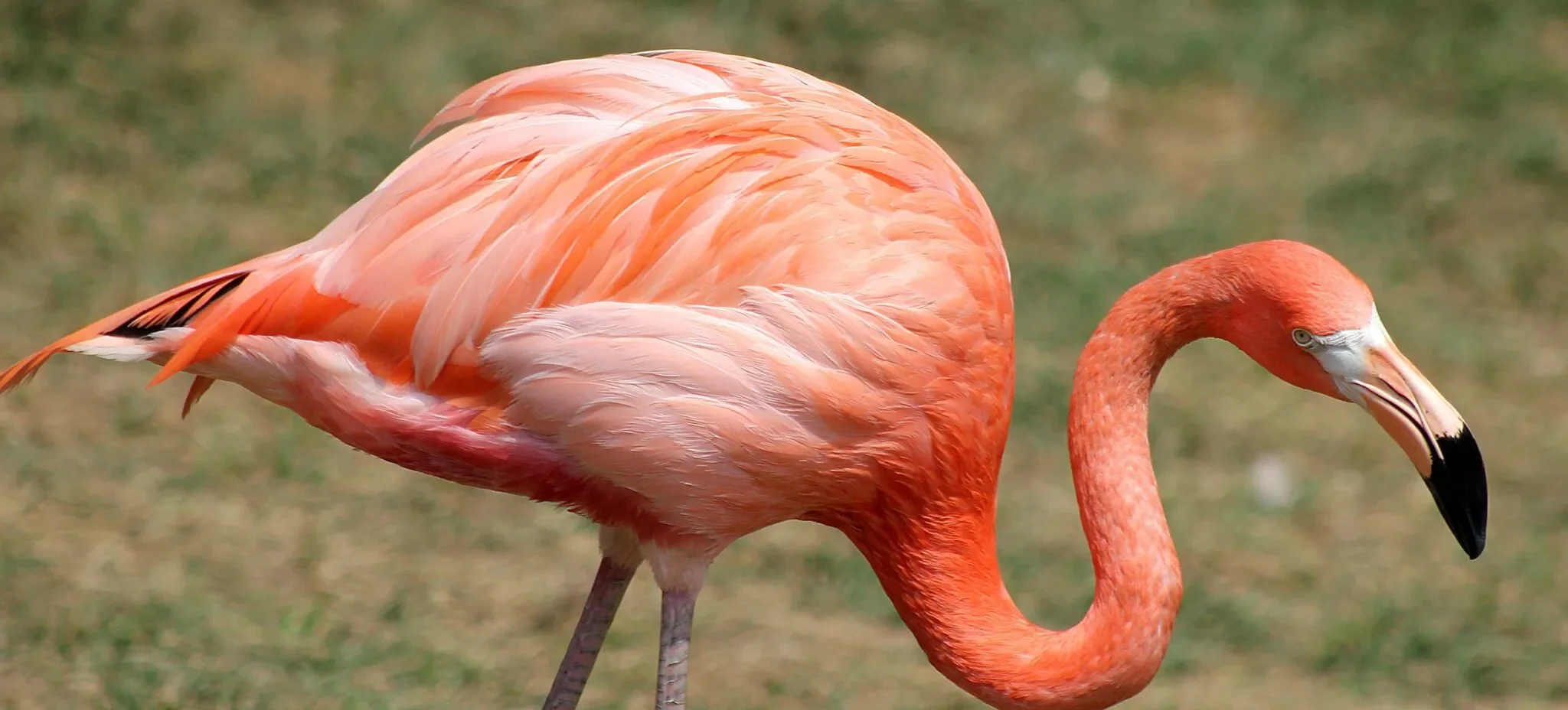 Pse flamingot janë rozë 